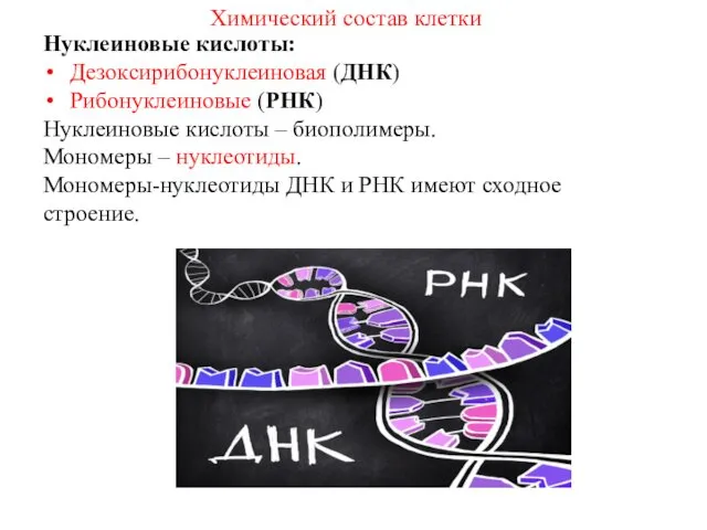 Нуклеиновые кислоты: Дезоксирибонуклеиновая (ДНК) Рибонуклеиновые (РНК) Нуклеиновые кислоты – биополимеры.