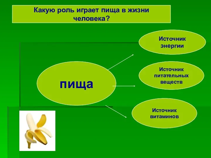 пища Источник энергии Источник питательных веществ Источник витаминов Какую роль играет пища в жизни человека?