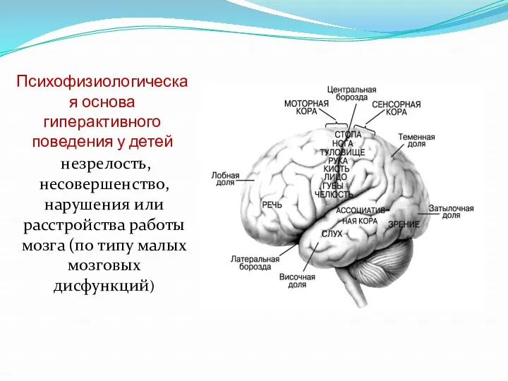 Психофизиологическая основа гиперактивного поведения у детей незрелость, несовершенство, нарушения или