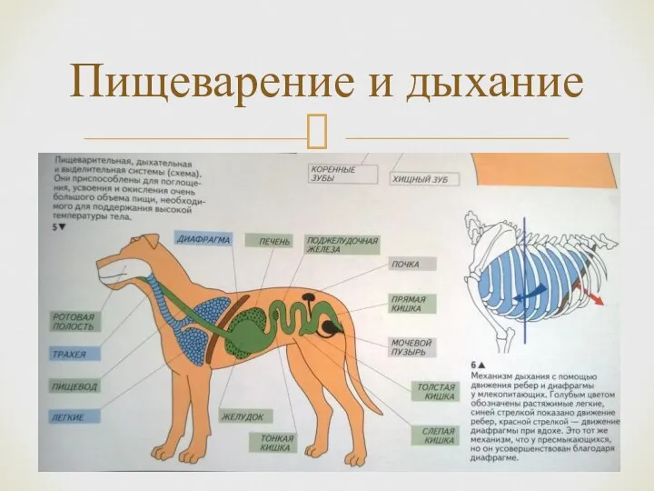 Пищеварение и дыхание