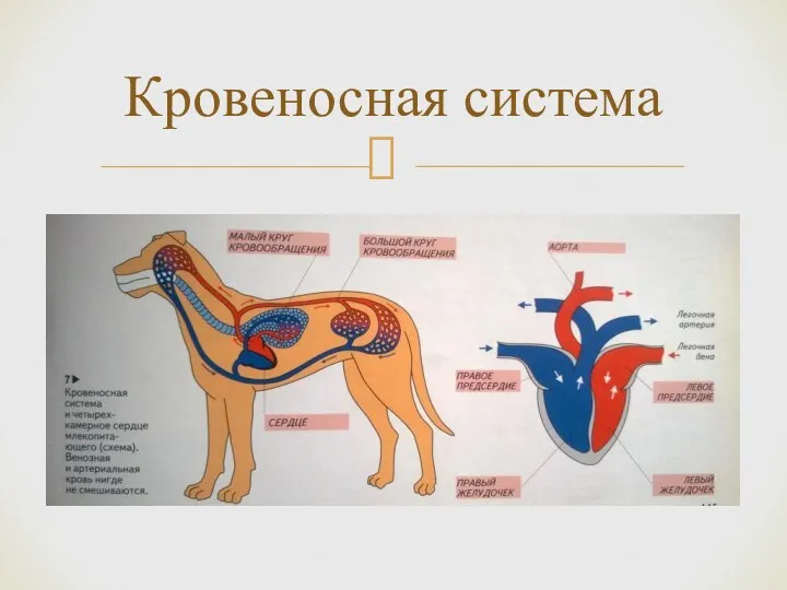 Кровеносная система