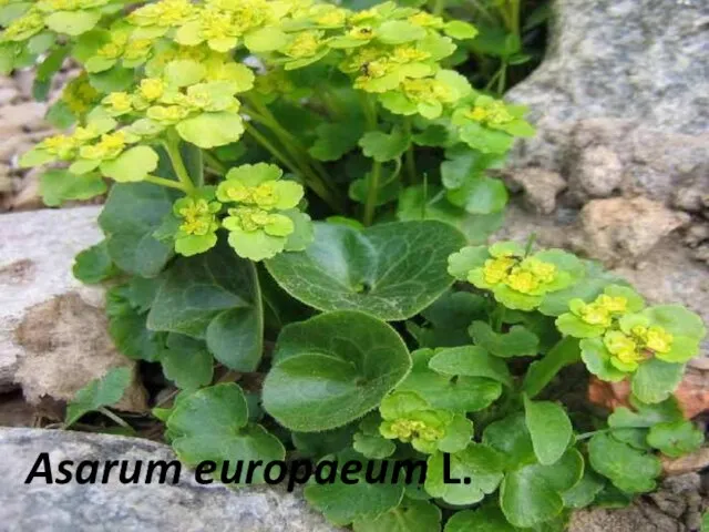 Asarum europaeum L.