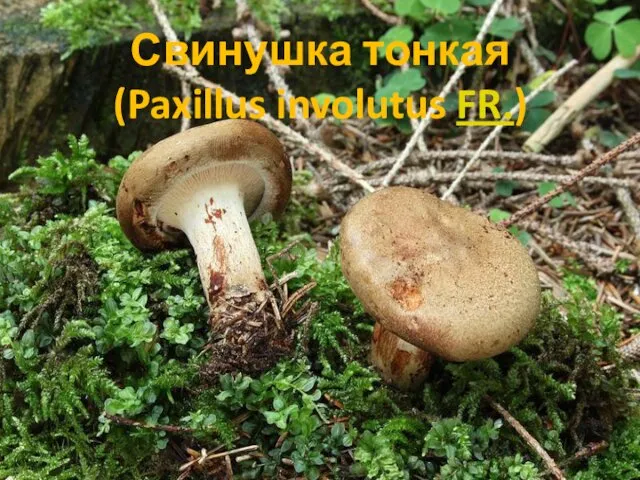 Свинушка тонкая (Paxillus involutus FR.)