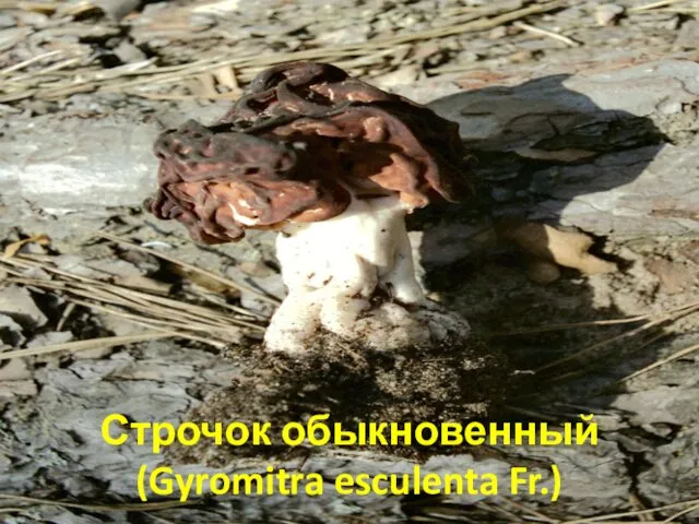 Строчок обыкновенный (Gyromitra esculenta Fr.)