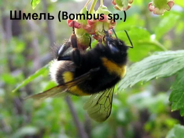 Шмель (Bombus sp.)