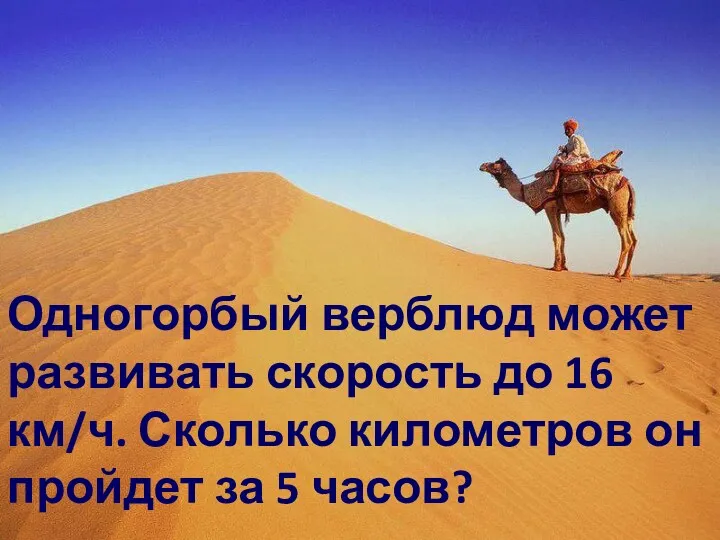 Одногорбый верблюд может развивать скорость до 16 км/ч. Сколько километров он пройдет за 5 часов?