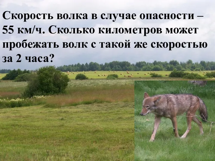 Скорость волка в случае опасности – 55 км/ч. Сколько километров