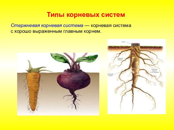 Стержневая корневая система — корневая система с хорошо выраженным главным корнем. Типы корневых систем