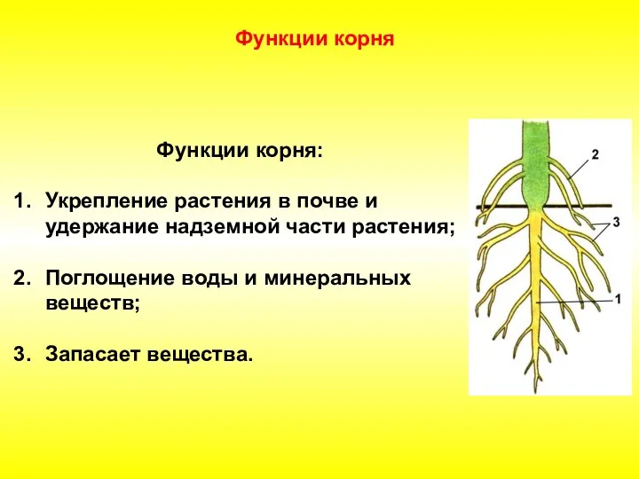 Функции корня: Укрепление растения в почве и удержание надземной части