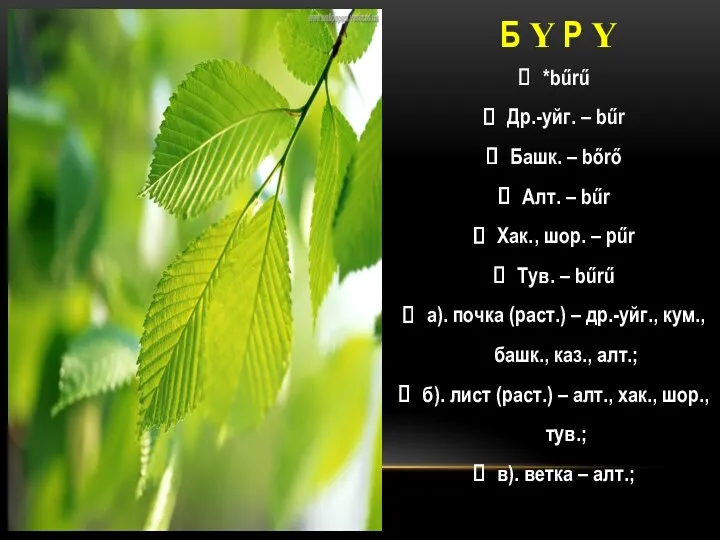 Б Ү Р Ү *bűrű Др.-уйг. – bűr Башк. –