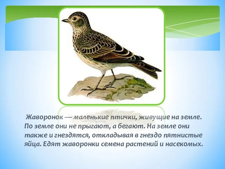 Жаворонок — маленькие птички, живущие на земле. По земле они не прыгают, а