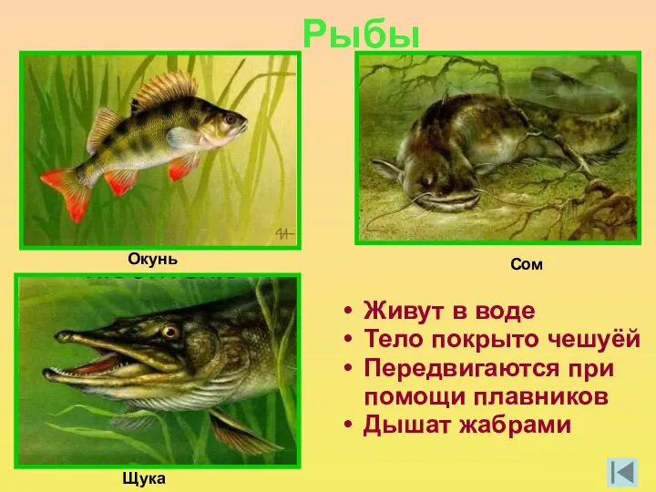 Рыбы Живут в воде Тело покрыто чешуёй Передвигаются при помощи плавников Дышат жабрами Щука Сом Окунь