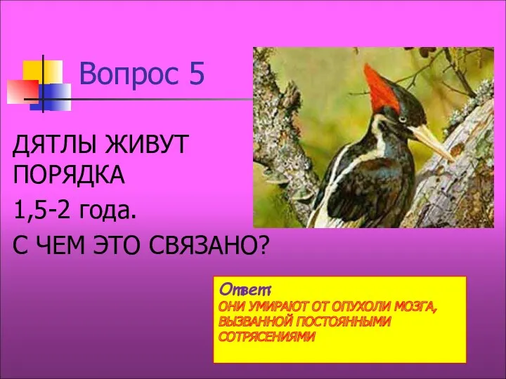 Вопрос 5 ДЯТЛЫ ЖИВУТ ПОРЯДКА 1,5-2 года. С ЧЕМ ЭТО СВЯЗАНО? Ответ: ОНИ