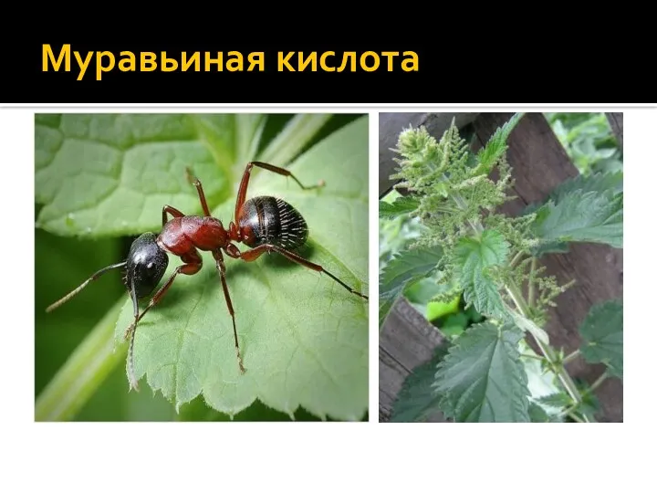 Муравьиная кислота