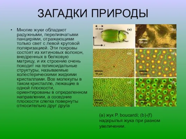 ЗАГАДКИ ПРИРОДЫ Многие жуки обладают радужными, переливчатыми панцирями, отражающими только