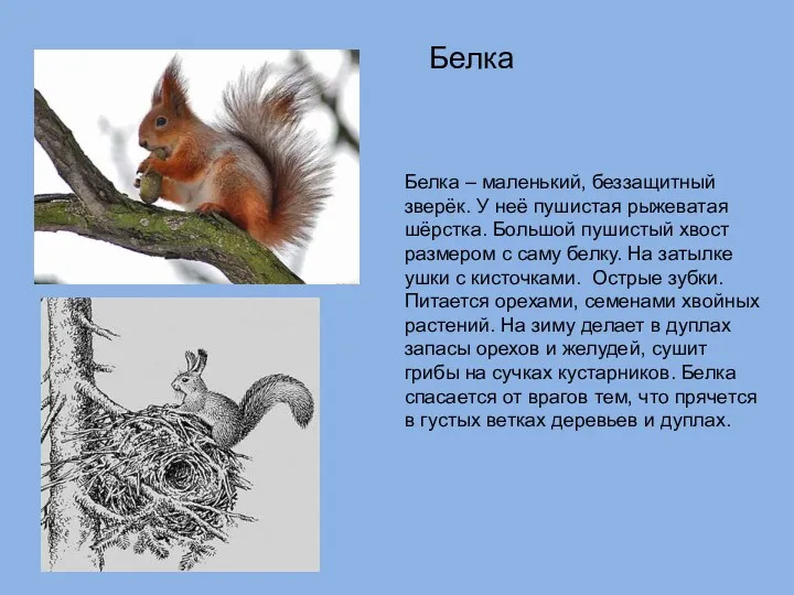 Белка Белка – маленький, беззащитный зверёк. У неё пушистая рыжеватая