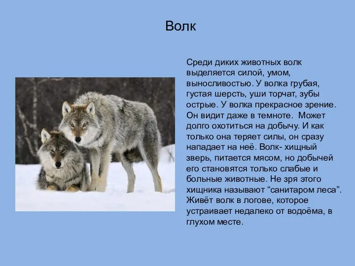 Волк Среди диких животных волк выделяется силой, умом, выносливостью. У
