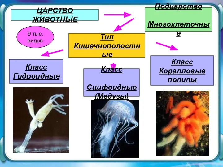 ЦАРСТВО ЖИВОТНЫЕ ЦАРСТВО ЖИВОТНЫЕ 9 тыс. видов Подцарство Многоклеточные Тип