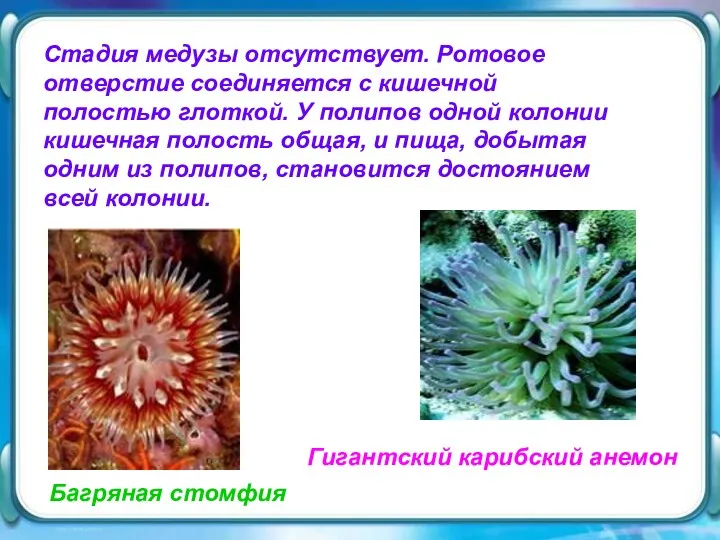 Гигантский карибский анемон Гигантский карибский анемон Стадия медузы отсутствует. Ротовое