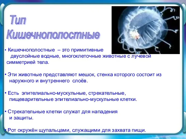 Кишечнополостные – это примитивные двуслойные водные, многоклеточные животные с лучевой