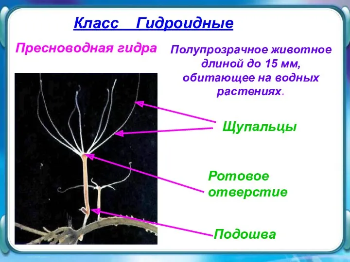 Класс Гидроидные Класс Гидроидные Ротовое отверстие Щупальцы Подошва Пресноводная гидра