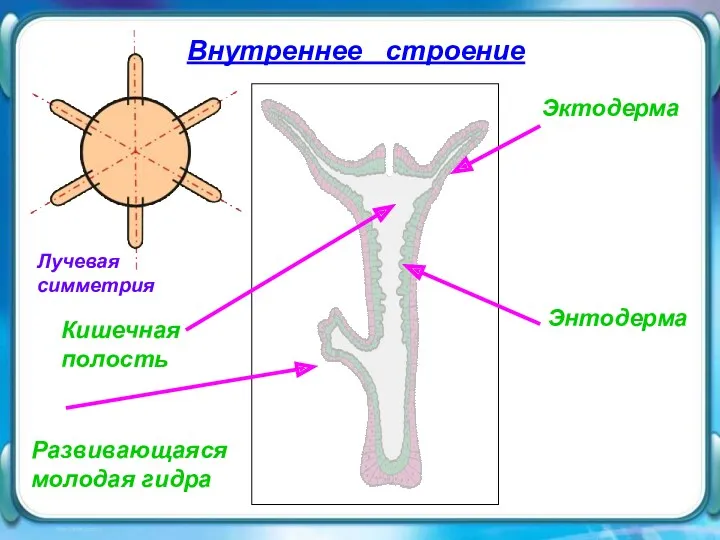 Внутреннее строение Внутреннее строение Эктодерма Энтодерма Развивающаяся молодая гидра Кишечная полость Лучевая симметрия