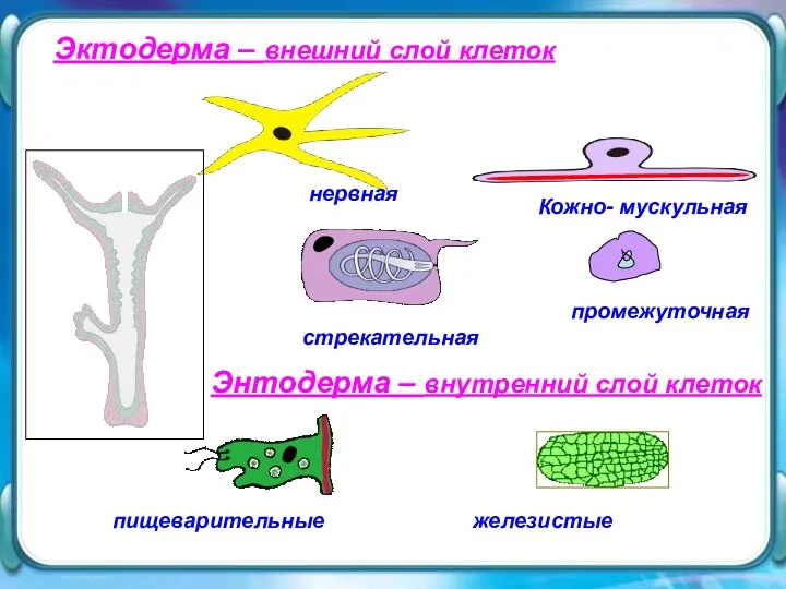 Эктодерма – внешний слой клеток Эктодерма – внешний слой клеток