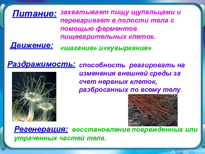 Питание: Питание: захватывает пищу щупальцами и переваривает в полости тела