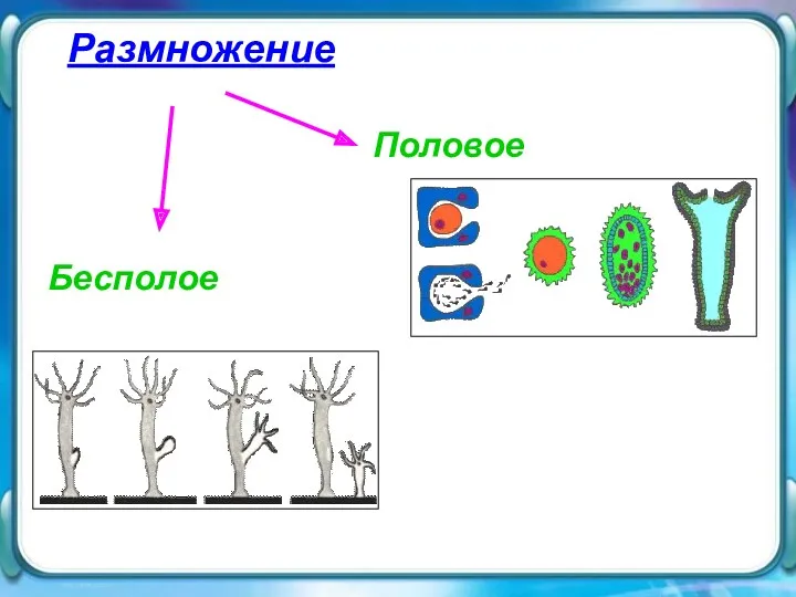 Размножение Размножение Бесполое Половое