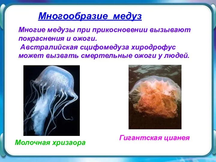 Многие медузы при прикосновении вызывают покраснения и ожоги. Австралийская сцифомедуза