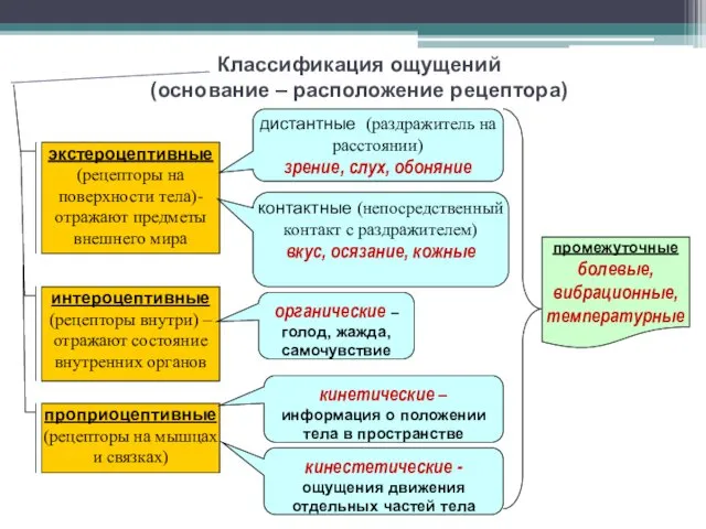 Классификация ощущений (основание – расположение рецептора) экстероцептивные (рецепторы на поверхности