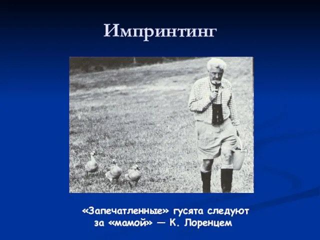 Импринтинг «Запечатленные» гусята следуют за «мамой» — К. Лоренцем