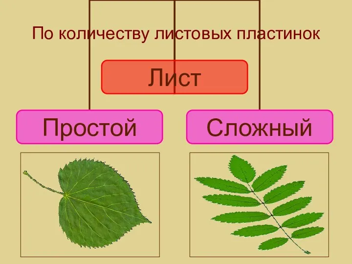 По количеству листовых пластинок