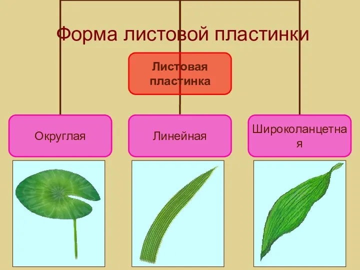 Форма листовой пластинки