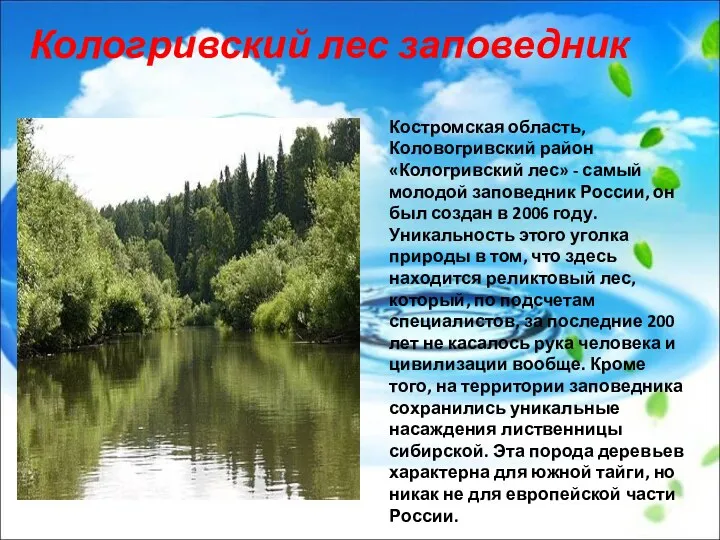 Костромская область, Коловогривский район «Кологривский лес» - самый молодой заповедник