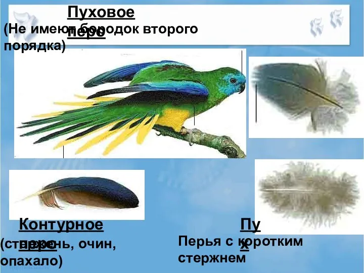 Пуховое перо Контурное перо Пух (Не имеют бородок второго порядка)