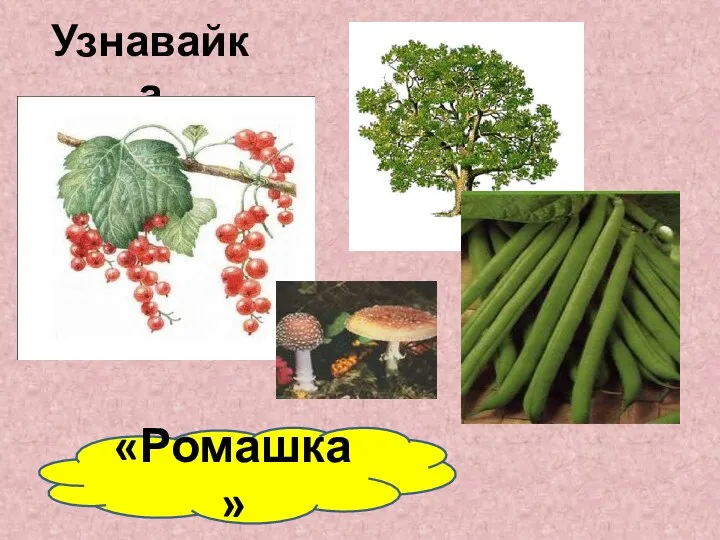 Узнавайка «Ромашка»