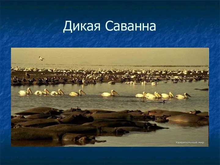 Дикая Саванна