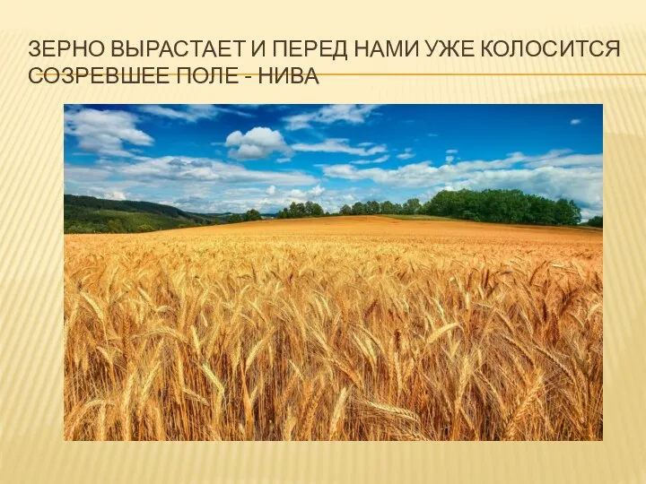 Зерно вырастает и перед нами уже колосится созревшее поле - нива