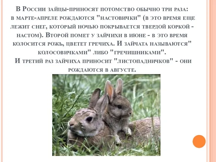 В России зайцы-приносят потомство обычно три раза: в марте-апреле рождаются "настовички" (в это