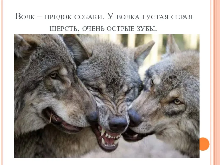 Волк – предок собаки. У волка густая серая шерсть, очень острые зубы.