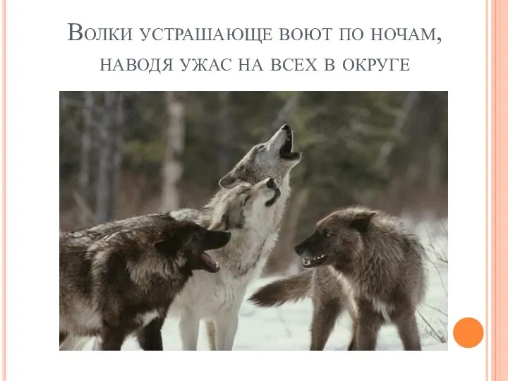 Волки устрашающе воют по ночам, наводя ужас на всех в округе