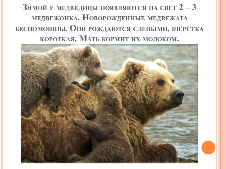 Зимой у медведицы появляются на свет 2 – 3 медвежонка. Новорожденные медвежата беспомощны.