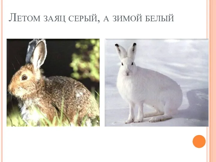 Летом заяц серый, а зимой белый