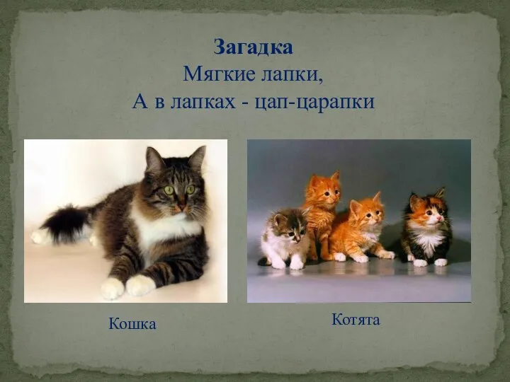 Загадка Мягкие лапки, А в лапках - цап-царапки Кошка Котята