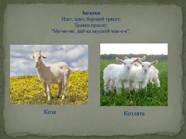Загадка Идет, идет, бородой трясет, Травки просит: "Ме-ме-ме, дай-ка вкусной мне-е-е". Коза Козлята