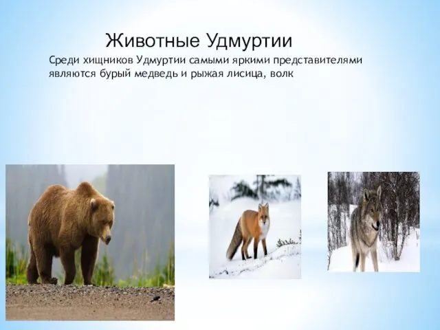 Животные Удмуртии Среди хищников Удмуртии самыми яркими представителями являются бурый медведь и рыжая лисица, волк