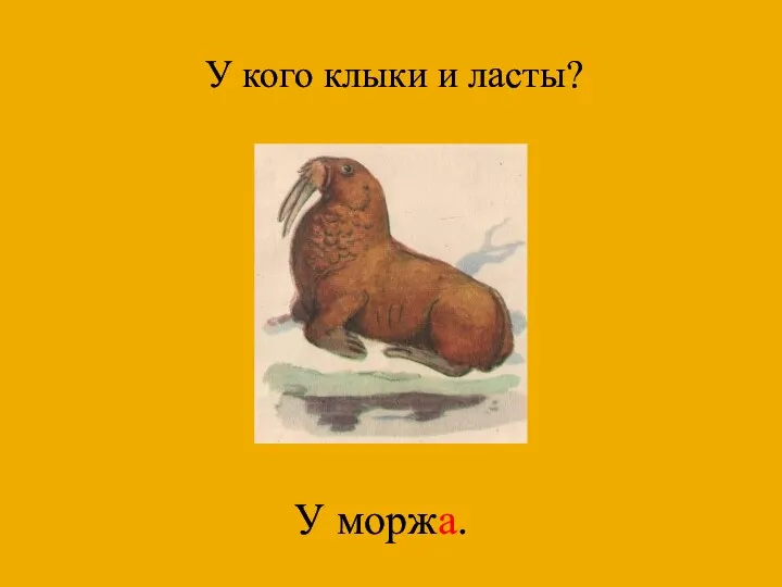 У кого клыки и ласты? У моржа.