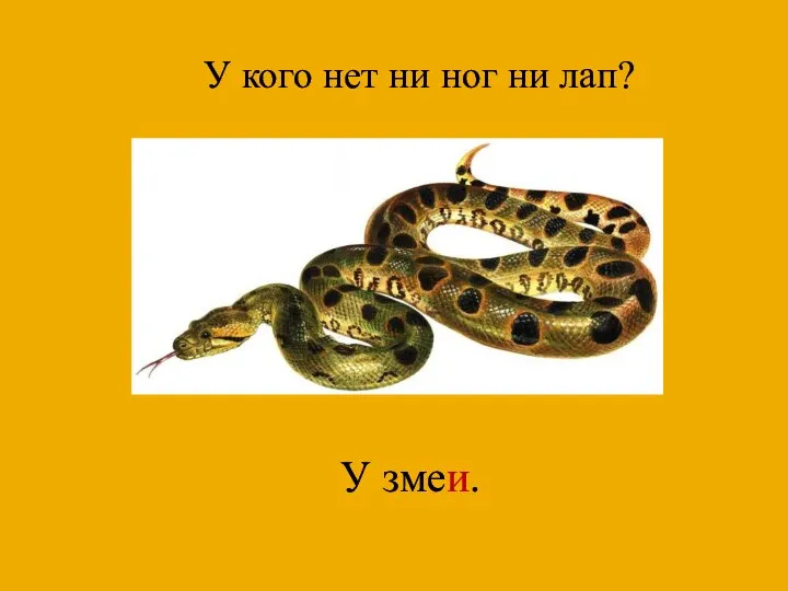 У кого нет ни ног ни лап? У змеи.