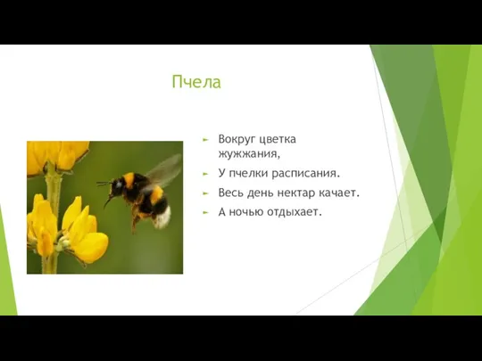 Пчела Вокруг цветка жужжания, У пчелки расписания. Весь день нектар качает. А ночью отдыхает.